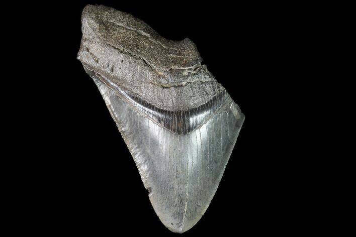 Partial Fossil Megalodon Tooth - Serrated Blade #86974